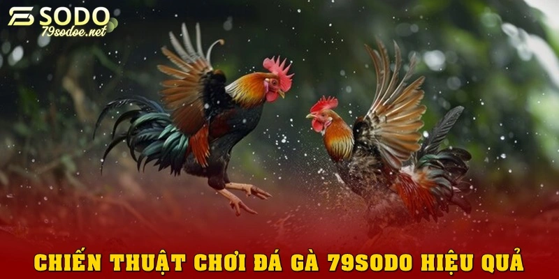 Chiến thuật chơi đá gà 79sodo hiệu quả nhất