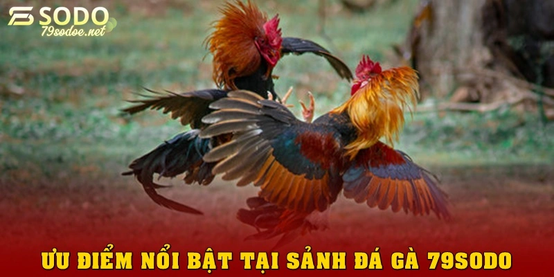 Đánh giá những ưu điểm nổi bật của đá gà 79sodo